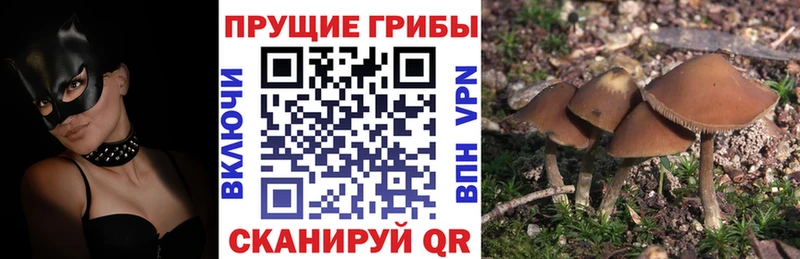 купить  цена  Завитинск  Псилоцибиновые грибы мухоморы 